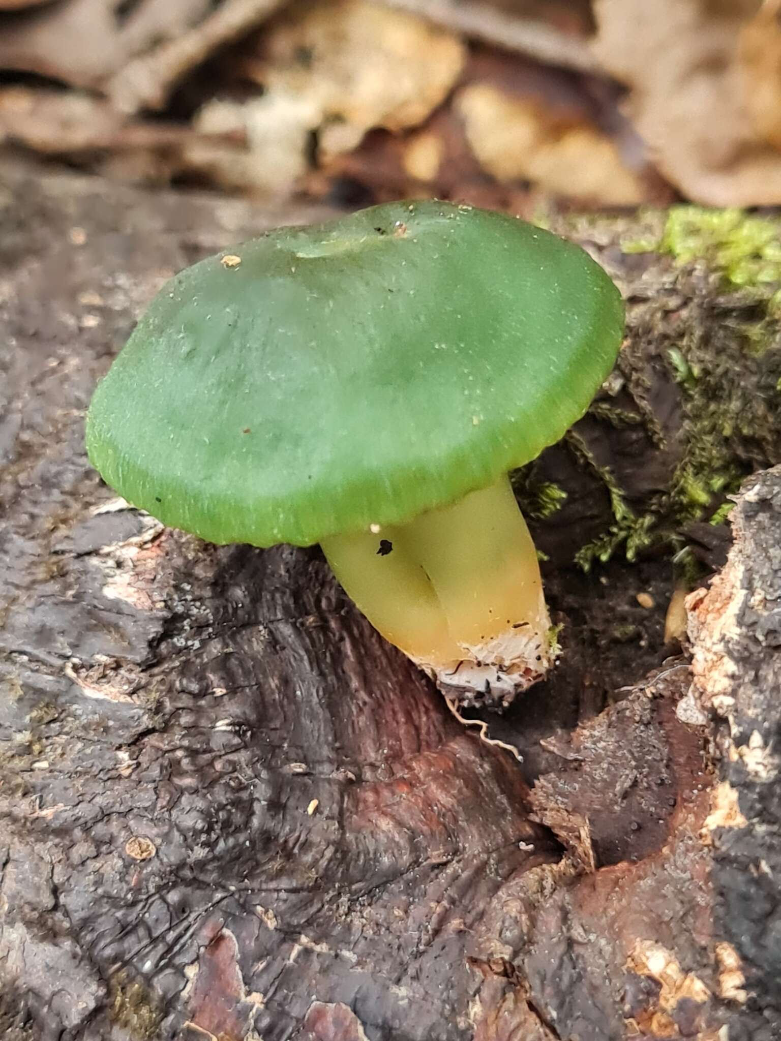 Image of Humidicutis luteovirens (E. Horak) E. Horak 1990