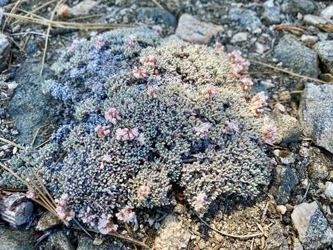 Image of southern alpine buckwheat