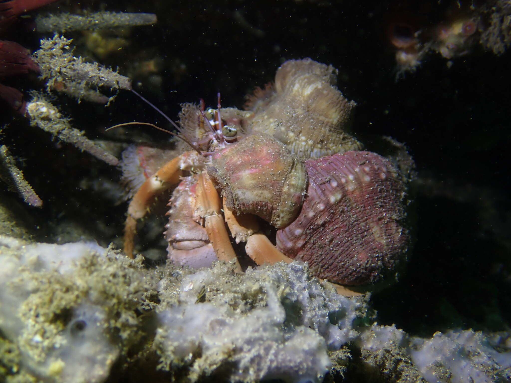 Image of Banded eyestalk hermit crab