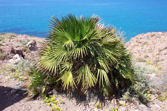 Image of fan palm