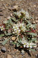 Image of Nevada suncup