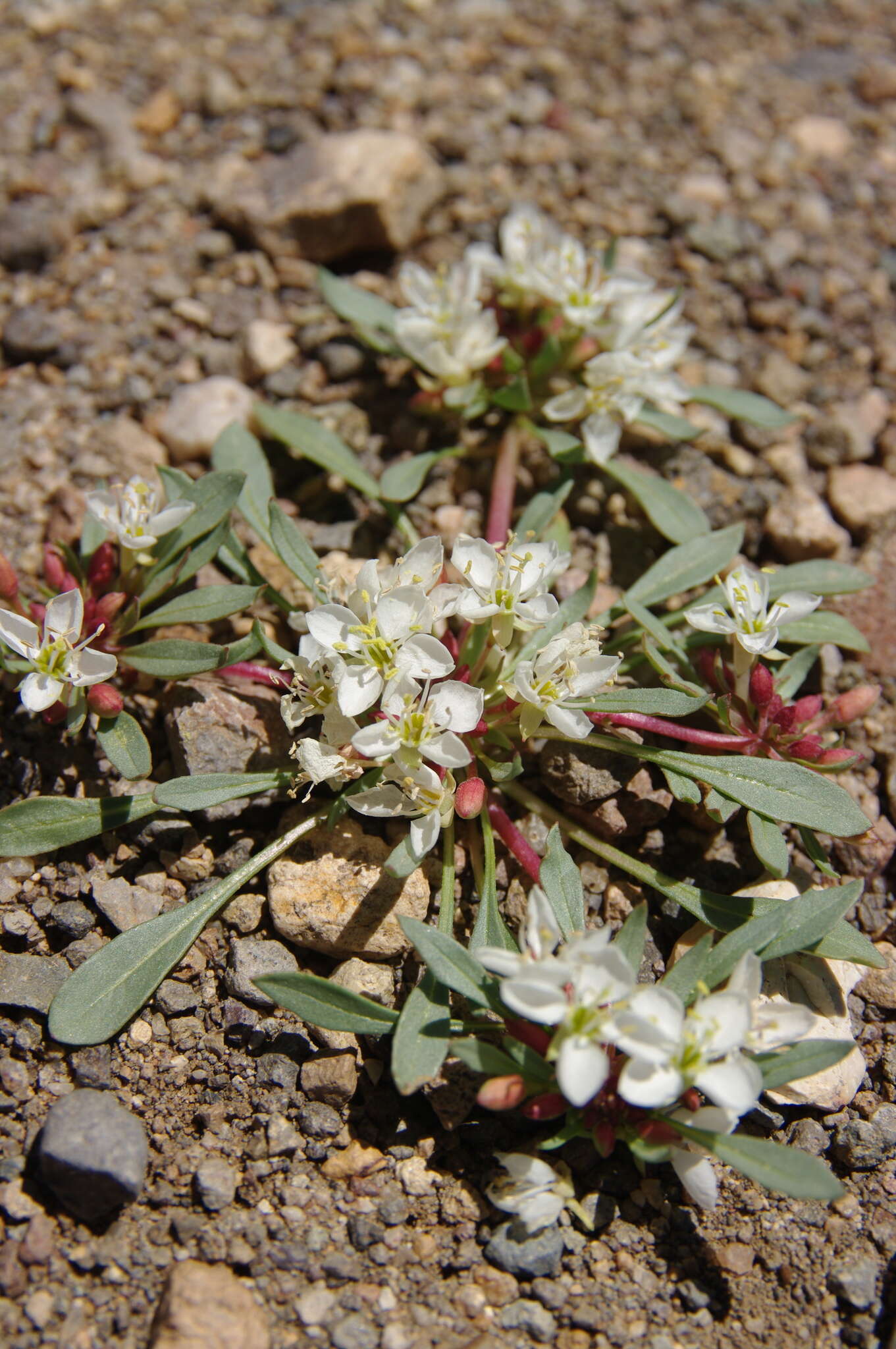 Eremothera nevadensis (Kellogg) W. L. Wagner & Hoch resmi