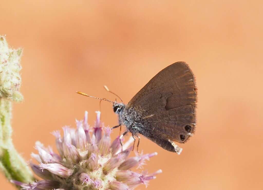 Nacaduba biocellata (Felder & Felder 1865) resmi