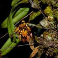 Слика од Bulbophyllum proudlockii (King & Pantl.) J. J. Sm.