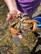 Image of Jonah crab