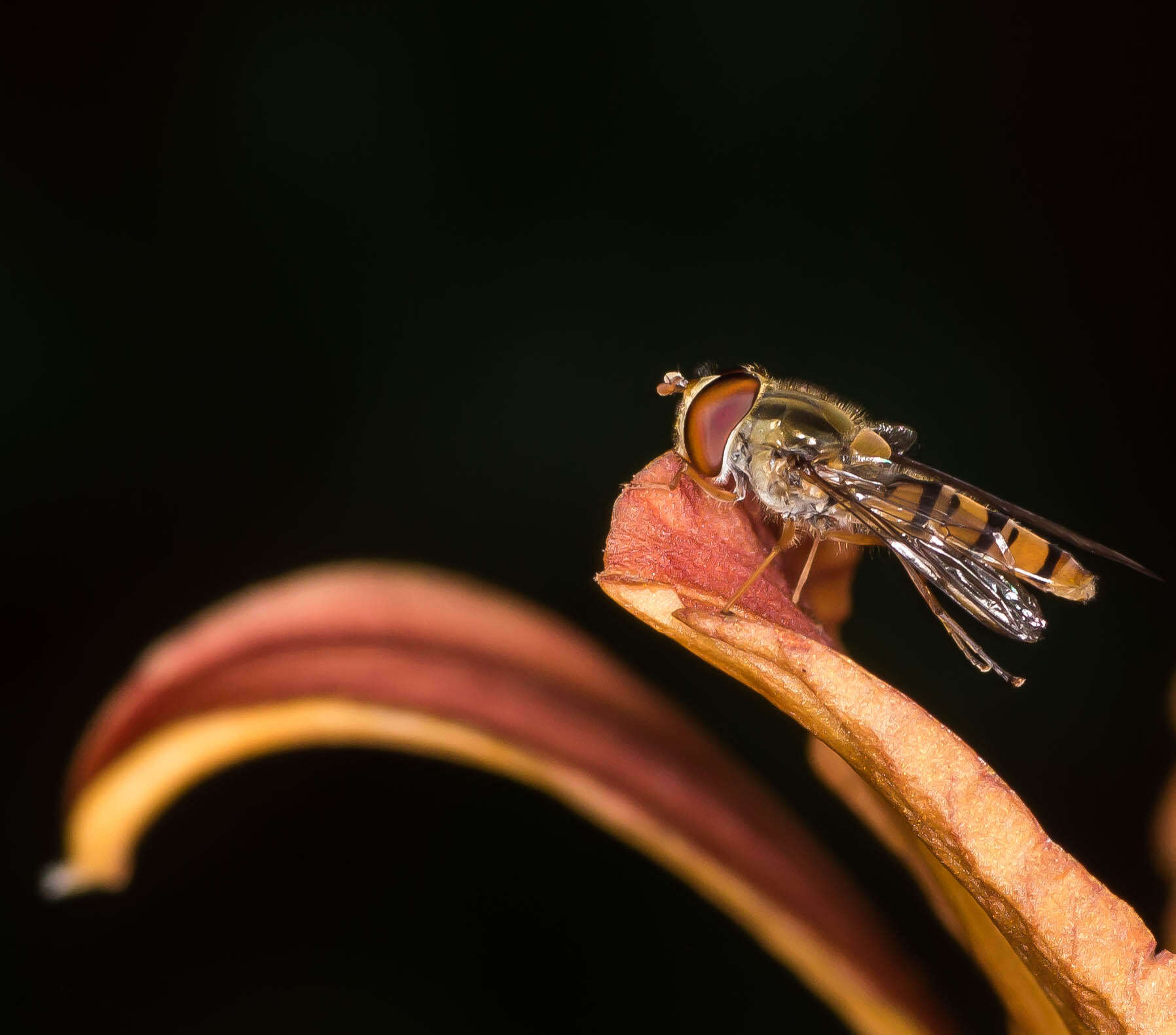 Plancia ëd Syrphus ribesii (Linnaeus 1758)