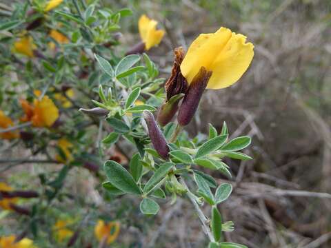 Image of Cytisus spinescens C. Presl