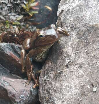 Image of Dendropsophus luddeckei Guarnizo, Escallón, Cannatella & Amézquita 2012