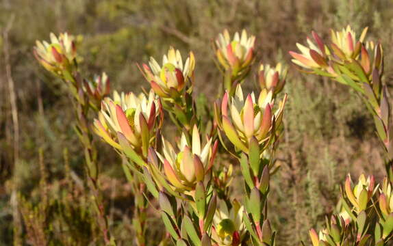 Image of Leucadendron stelligerum I. Williams