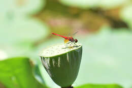 Image of Sympetrum speciosum Oguma 1915