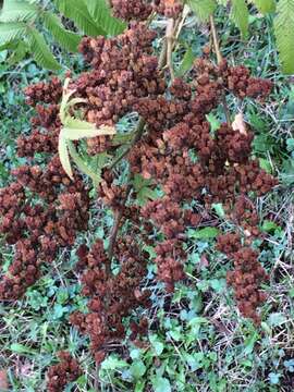 Image of false spiraea