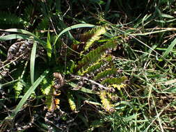 Image of Pteris minor (Hieron.) Y. S. Chao