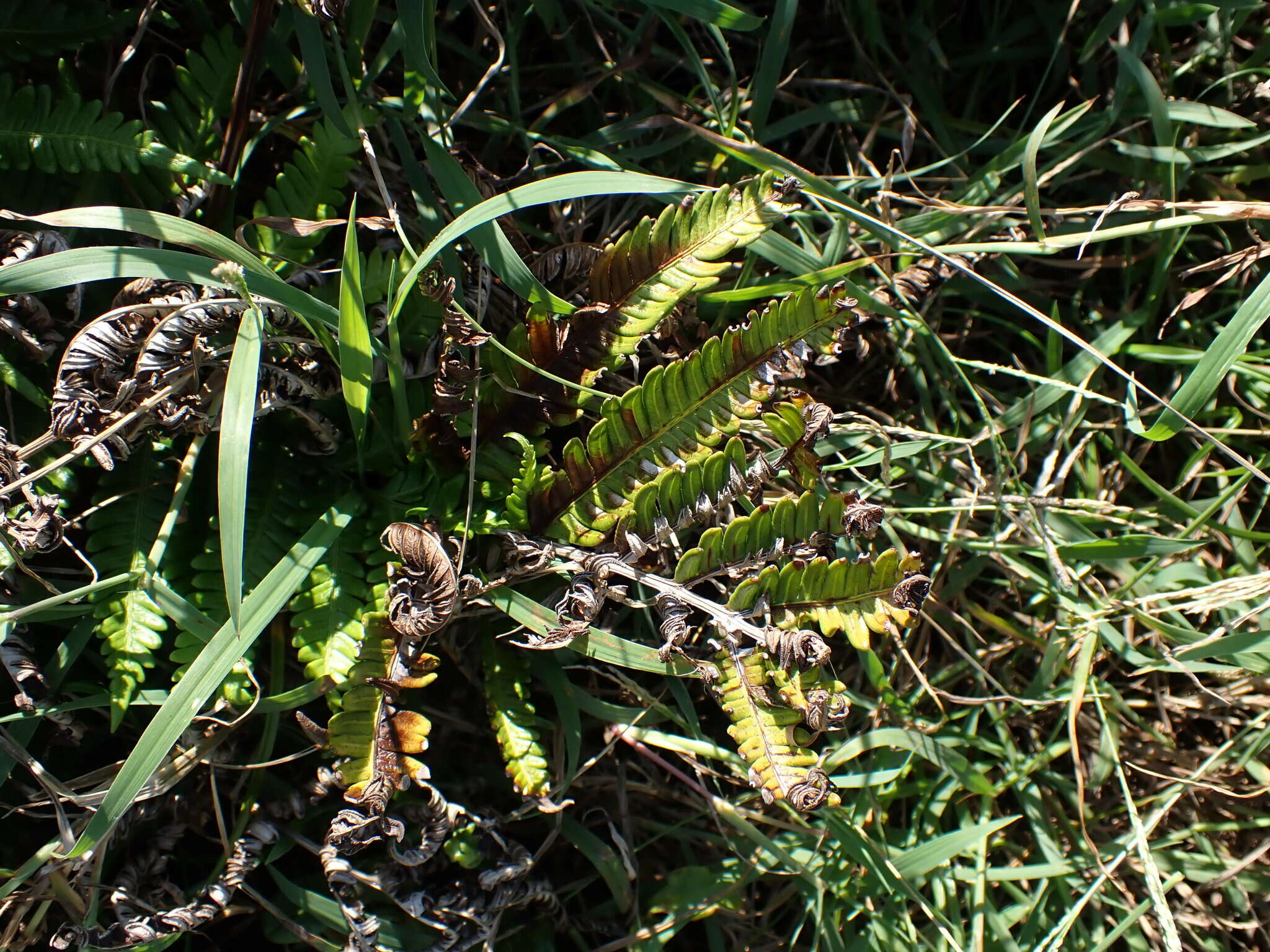 Image of Pteris minor (Hieron.) Y. S. Chao