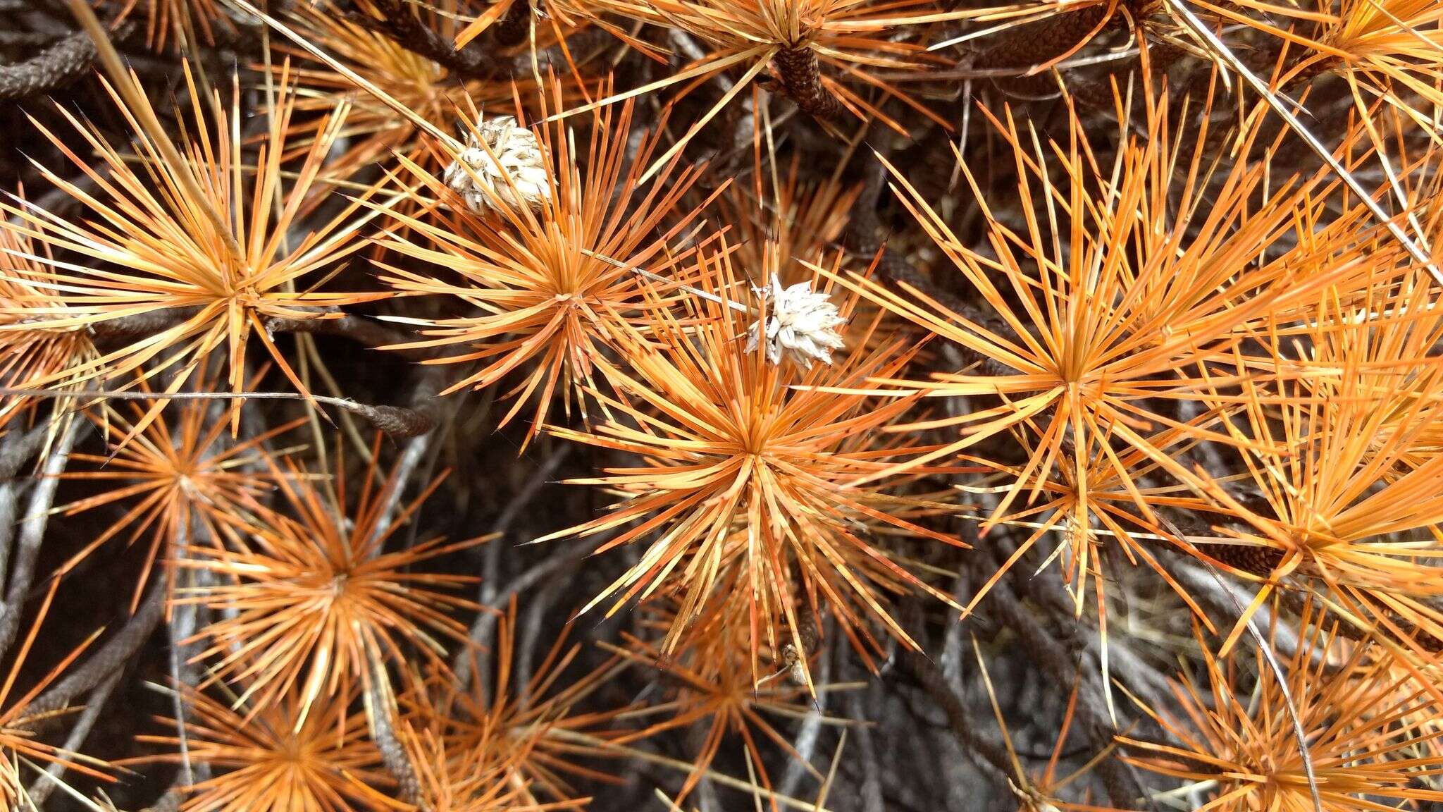 Image of Pincushions