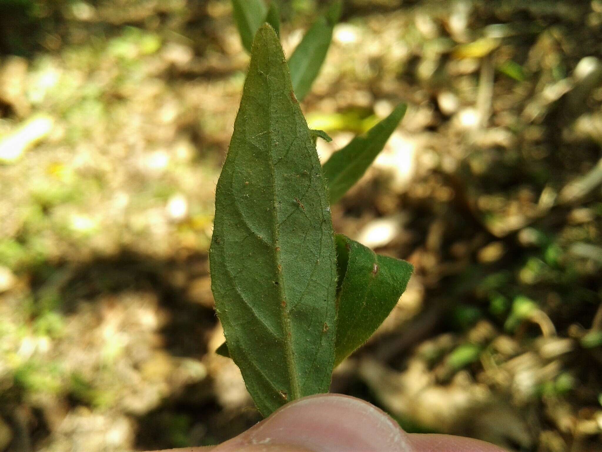 Pseuderanthemum heterophyllum (Nees) Radlk. resmi