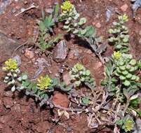 Image of alyssum