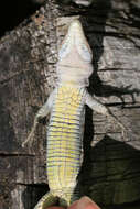 Image of Mosor rock lizard