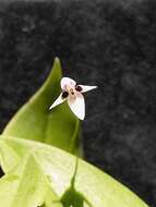 Image of Pleurothallis anthrax Luer & R. Escobar