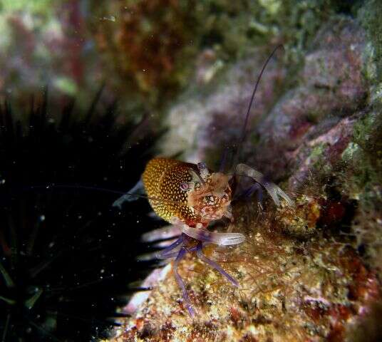 Image of golden-spotted shrimp