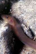 Image of Blunt-snouted Clingfish