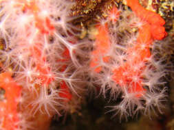 Image of Red coral