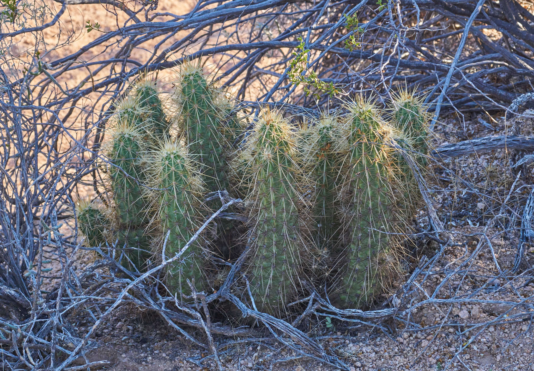 Image of Nichol's hedgehog cactus