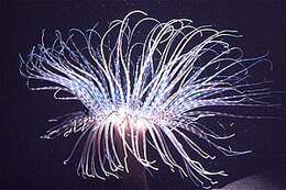 Image of Large tube anemone