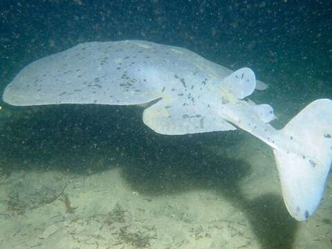 Image of Pacific electric ray