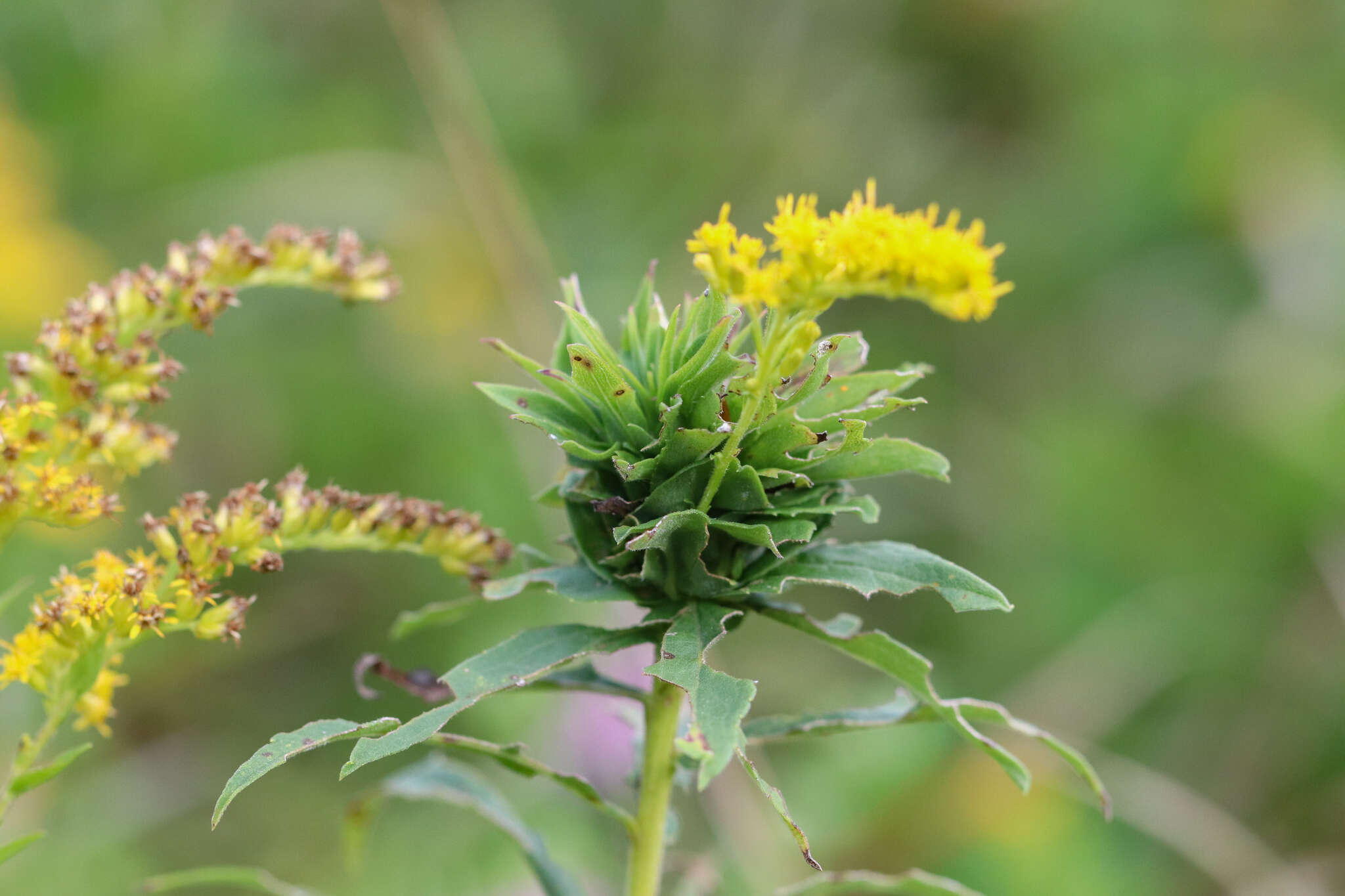 Image of Goldenrod Bunch Gall