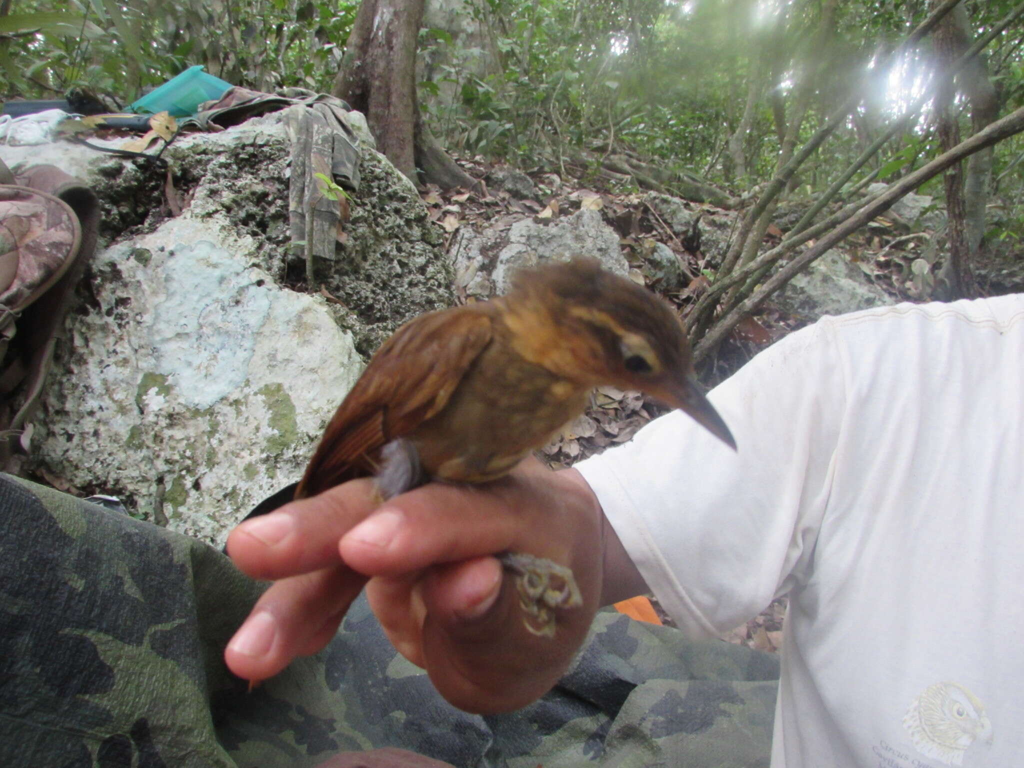 Image of Buff-throated Foliage-gleaner