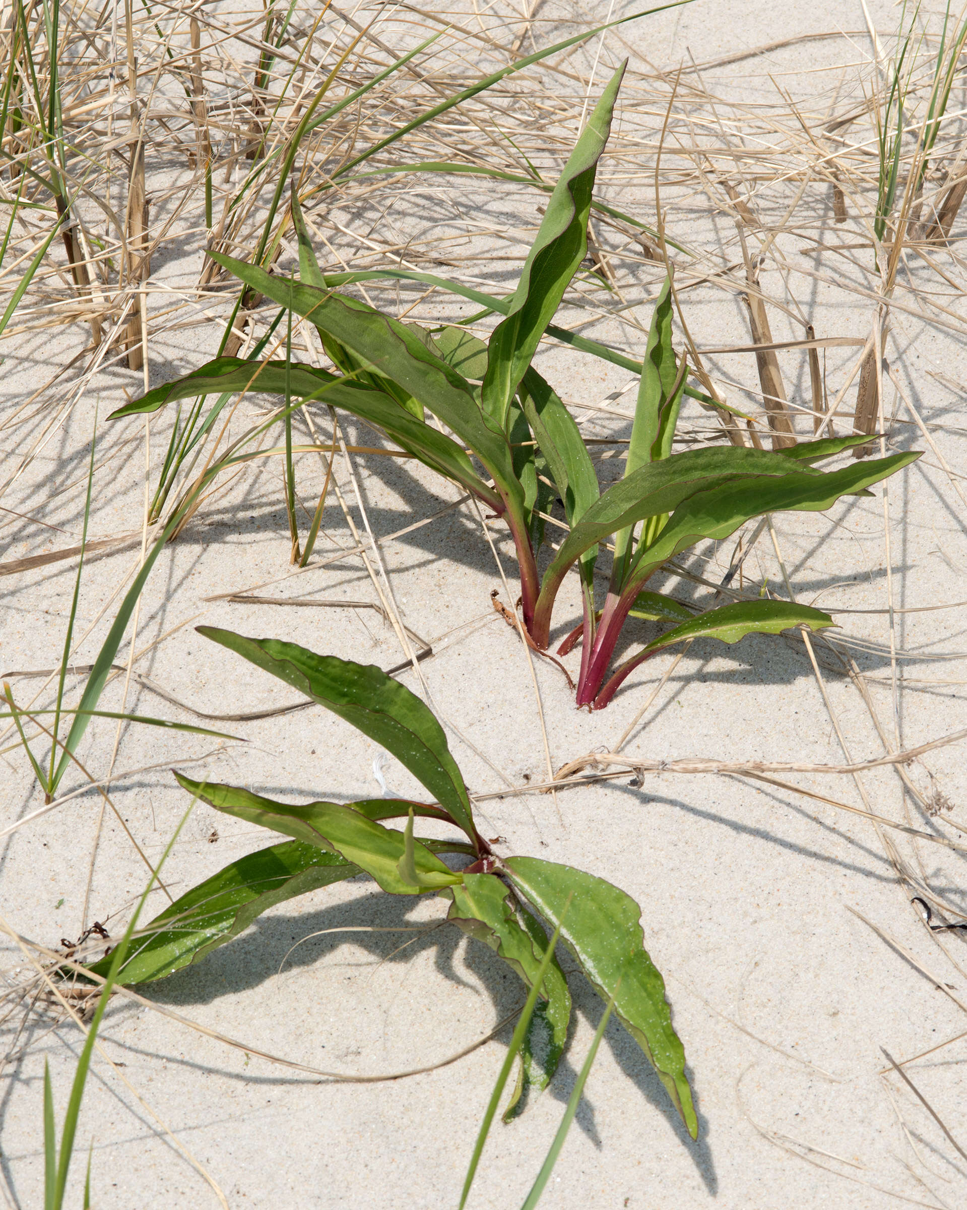 Image of seaside goldenrod