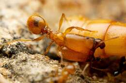 Image of Pheidole spadonia Wheeler 1915