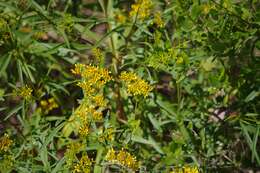 Image of seaside goldenrod