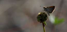 Image of Baracoa skipper