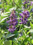 Image of two-leaf vetch
