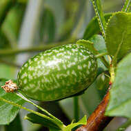 Image of Guadeloupe cucumber