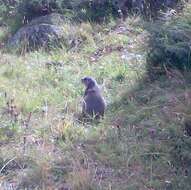 Image of Alpine Marmot