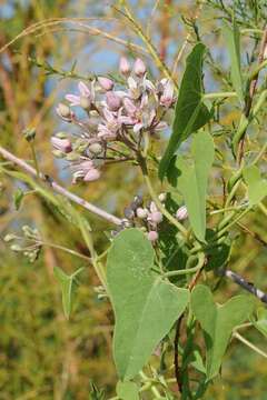 Imagem de Cynanchum acutum subsp. sibiricum (Willd.) K. H. Rechinger