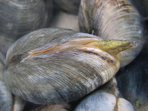 Image of quahog