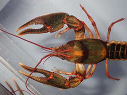 Image of Chattooga River Crayfish