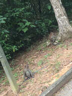 Image of Long-tailed Macaque