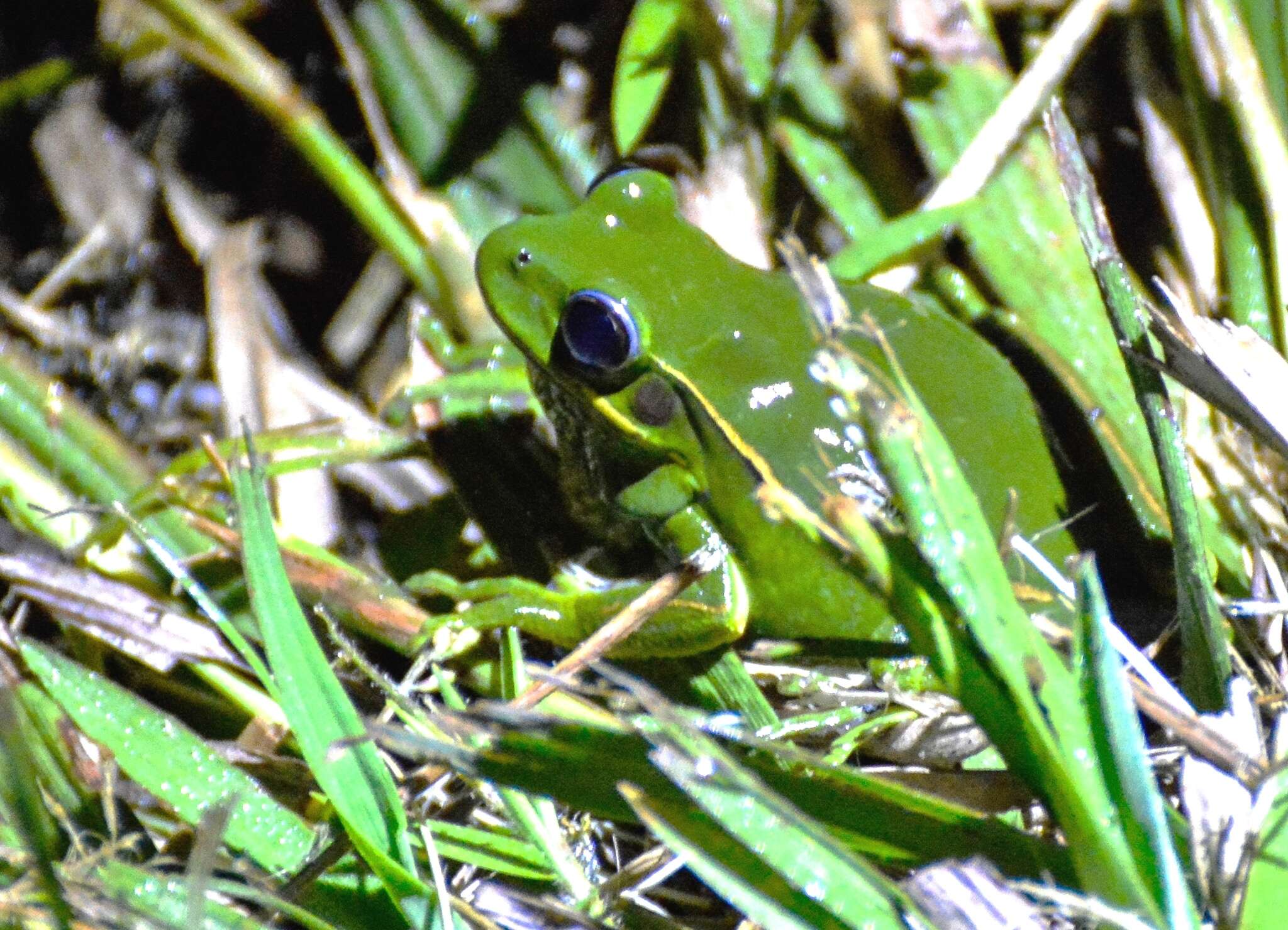 Imagem de Boana marginata (Boulenger 1887)