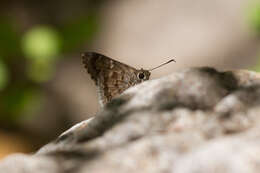 Image of Acacia Skipper