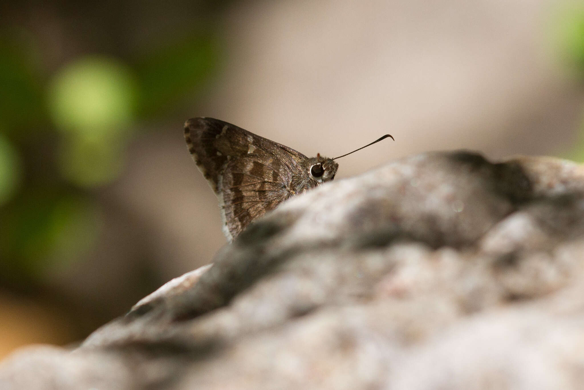 Image of Acacia Skipper