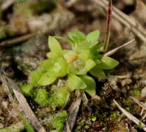 Image of Petiteplant