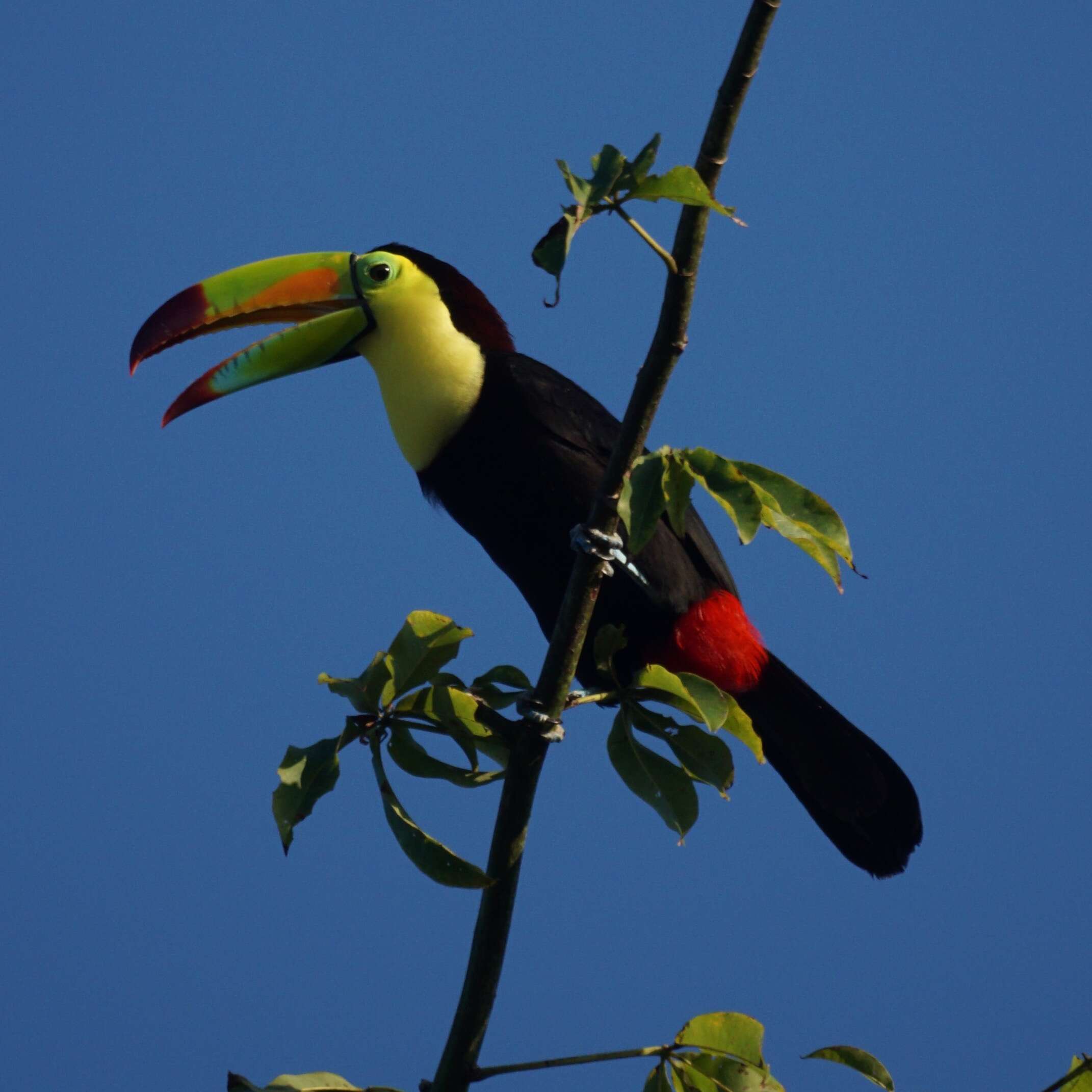 Image of Keel-billed Toucan