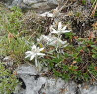 Sivun Leontopodium nivale subsp. alpinum (Cass.) Greuter kuva