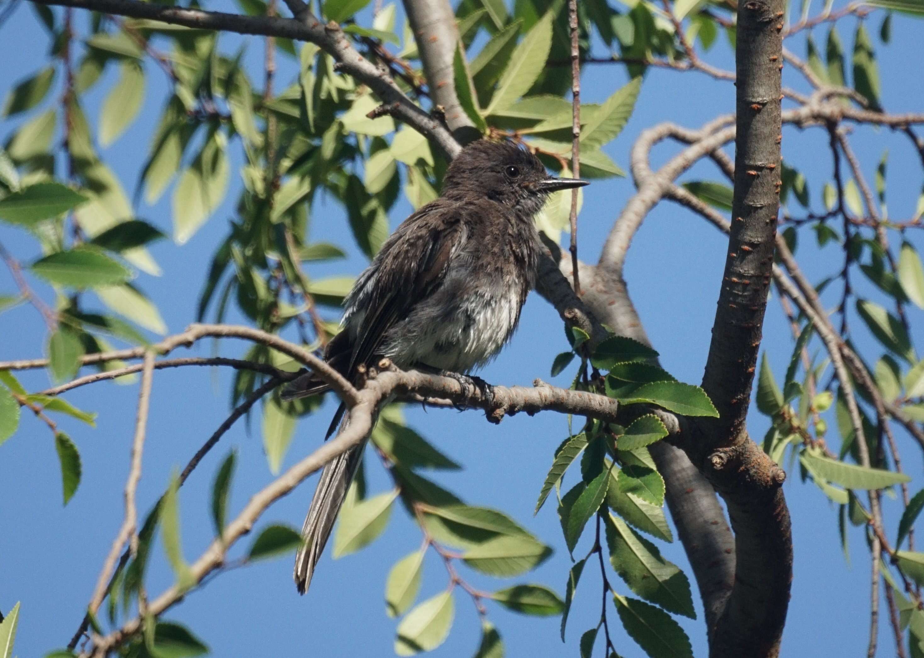 Imagem de Sayornis nigricans (Swainson 1827)