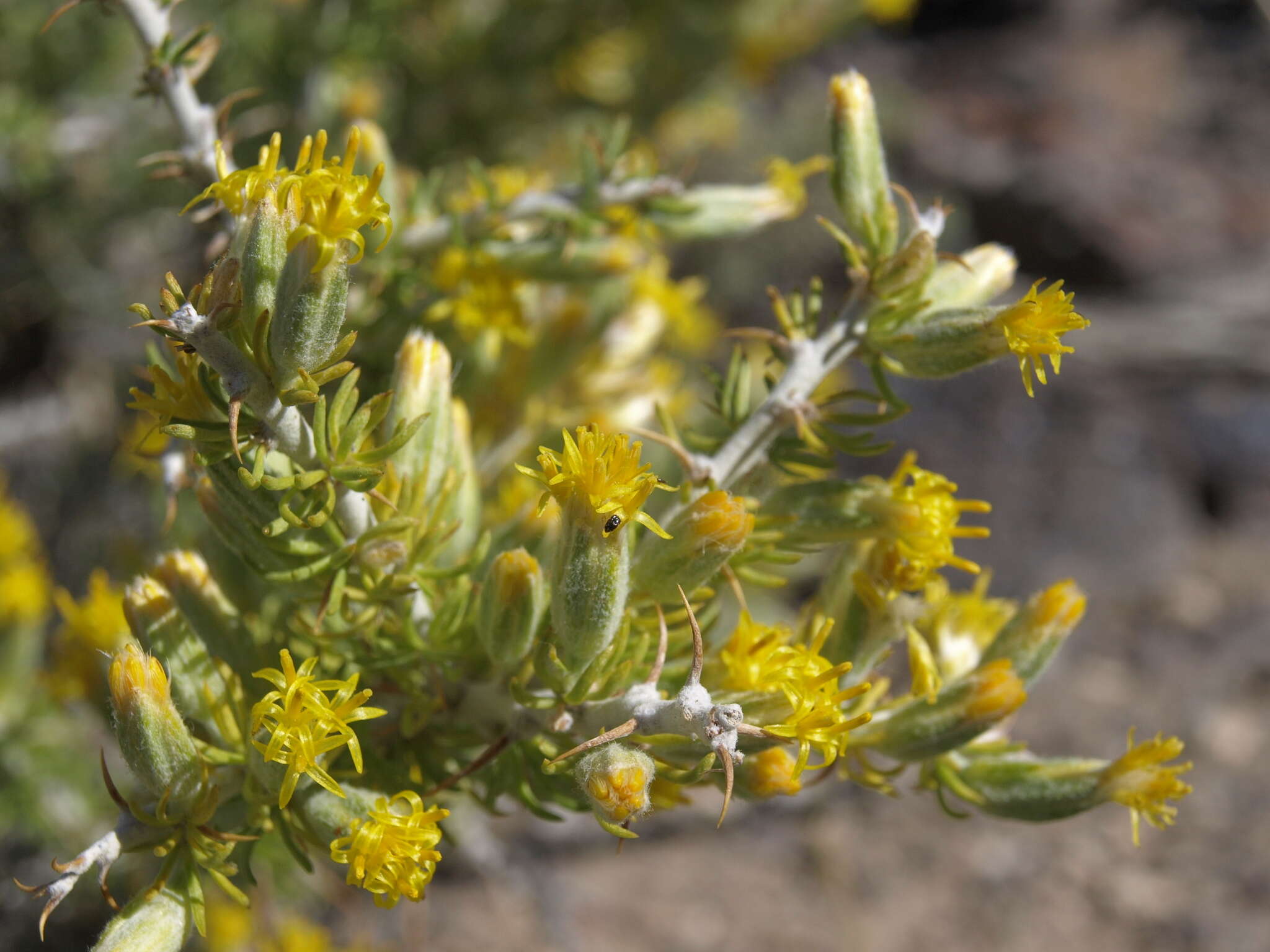 Image of spiny horsebrush