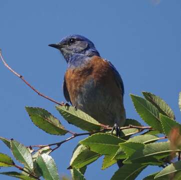 Image of Western Bluebird